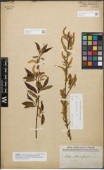 Foto von Salix triandra L.